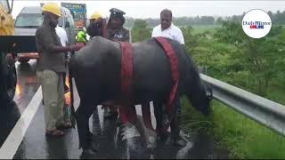 Buffalo herd collides with vehicles on Southern Expressway