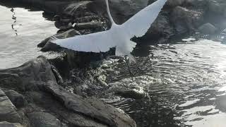 giant egret at the park, very pretty bird