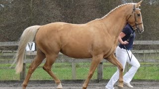 Treliver Diora 2007 British Warmblood Society and Oldenburg Graded Mare