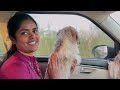 மொட்ட மாடில இருந்து கீழே விழுந்த puppy cookie health update🥹 thank you gowti sowbi❤️