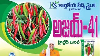 కార్తికేయ సీడ్స్ వారి అజయ్ -41 తో అధిక దిగుబడి సాధించిన రైతు Ph: 83413 40873 #chilli