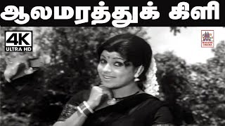 Aala Marathu Kili Song   சங்கர்-கணேஷ் இசையில் வாணிஜெயராம் பாடிய தெம்மாங்கு பாடல் ஆலமரத்து கிளி..