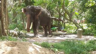 GURUVAYUR VISHNU IN MUSTH/ഗുരുവായൂർ വിഷ്ണു മദപ്പാടിൽ