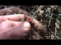 how to identify blood root