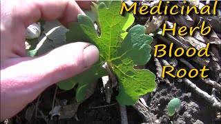 How To Identify Blood Root