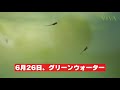 メダカの稚魚とミナミの稚エビが同居をはじめました。 メダカ孵化からの１ヶ月経過報告 アクアリウム メダカ エビ 水草水槽 【ビバアクア】