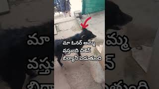 మా ఓనర్ అమ్మ వస్తుంది#dog #dogshorts #comedyvideo