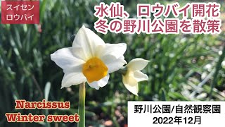 野川公園/自然観察園　2022年12月28日（水）　スイセン、ロウバイが咲いていました。一足早く春を感じました。