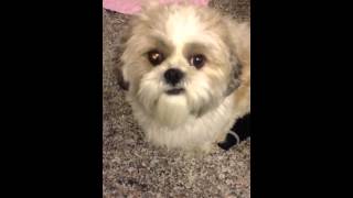 Shih tzu's crying