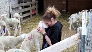 Helle Rambouillet Ranch / National Sheep Improvement Program