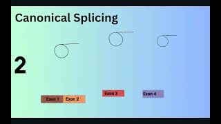 Circular RNA (CircRNAs)