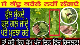 J kaddu krele nahi lagde fruit sukda flower gir jande ta ihh treeka apnao | PiTiC Live