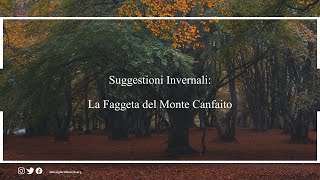 La faggeta del Monte Canfaito