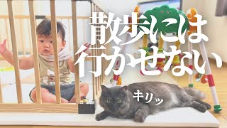 大好きな赤ちゃんと一緒にいたくてお散歩を邪魔してくる猫【赤ちゃん猫】【生後８ヶ月】【vlog】