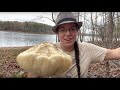 Lion's mane and cold weather Trametes mushrooms: Identify lumpy white fungi in the trees