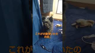 朝のお日様に挨拶する波平 #ポメプー #愛犬