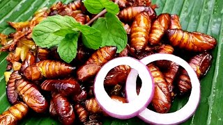 Fried Silkworm recipe || Cooking tasty silkworm recipe ||