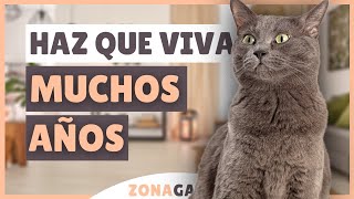 10 formas de ALARGAR LA VIDA de tu gato