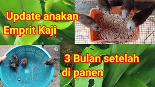 Update anakan emprit kaji