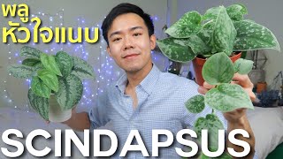 ต้นไม้ตระกูล Scindapsus บ้านอังเคิล | Uncle Bank