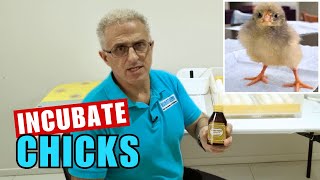 How to Incubate Eggs Using Hydrogen Peroxide 3% Reducing Bacteria! DIY
