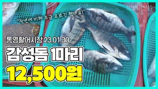 [통영 활어시장]의 명성 그대로? 감성돔 4마리에 5만원! 전국최저가로 팔리는 이유 #통영활어시장 #통영핫플 #통영명소