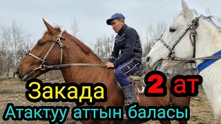 сатылды ЗАКА экинчи атты алган жыргап эле калды... ЧОҢ аттын 🔥 баласы ТОКТОО МҮНӨЗ   22.03.2022