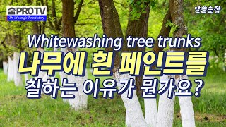 나무에 흰 페인트(whitewash)를 칠하는 이유가 뭔가요?