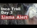 Inca Trail 4 Day hike to Machu Picchu : Day 3 Llama Alert