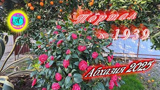 #Абхазия2025🌴11 февраля. Выпуск №1939❗Погода от Серого Волка🌡вчера +12°🌡ночью -0°🐬море +10,0°