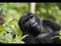 Gorilla trekking in Bwindi impenetrable national park. #Explore Uganda