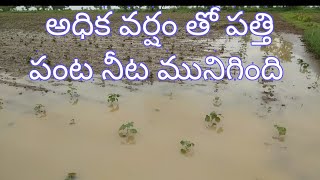 అధిక వర్షం తో నీట మునిగిన పత్తి పంట