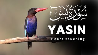 Surah Yasin (Yaseen) سورة يس | Relaxing heart touching voice | 4k-alquran