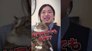 寒い時期でも意外と危険…！猫に付くと怖い寄生虫３選。「おうちの中編」#Shorts