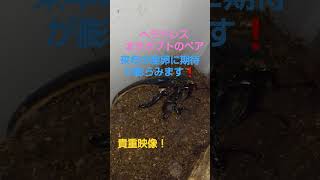 【貴重映像】ヘラクレスオオカブトのペア 交尾中