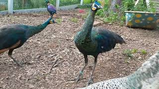 Peacocks, Adolescent Muticus pair and A Mother Peahen and chicks.