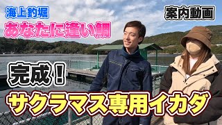 海上釣堀 あなたに逢い鯛。サクラマス専用のイカダが完成！