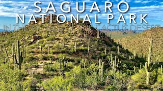 SAGUARO NATIONAL PARK - ARIZONA: In The Middle Of The Cactus Desert