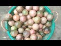 പാഷൻഫ്രൂട്ട് കൃഷിയും വിപണി സാധ്യതയും passionfruit cultivation and market potential passionfruit