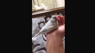 [文鳥]手のひらで寝ちゃいました。