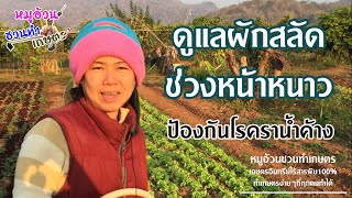 ดูแลผักสลัดช่วงหน้าหนาว ปลอดภัยจากโรคราน้ำค้าง #หมูอ้วนชวนทำเกษตร