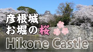 Shiga Japan【4K】彦根城お堀の桜（大手門→内堀→滋賀大学→中堀→中濠東西通り→京橋→ 滋賀縣護國神社→彦根駅）Hikone Castle moat cherry blossoms