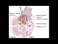 ultrasound guided injection to the fifth cervical spine nerve root level