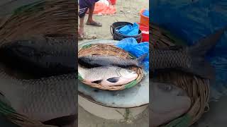 পদ্মার সুস্বাদু মাছ Padma River fish market