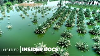 Millions Of Dates Rotted In Pakistan Floods, Now Farmers Are Left With Nothing | Insider Docs