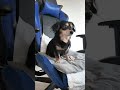 あるモノで態度が急変する犬