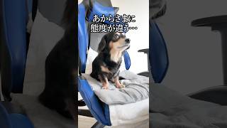 あるモノで態度が急変する犬