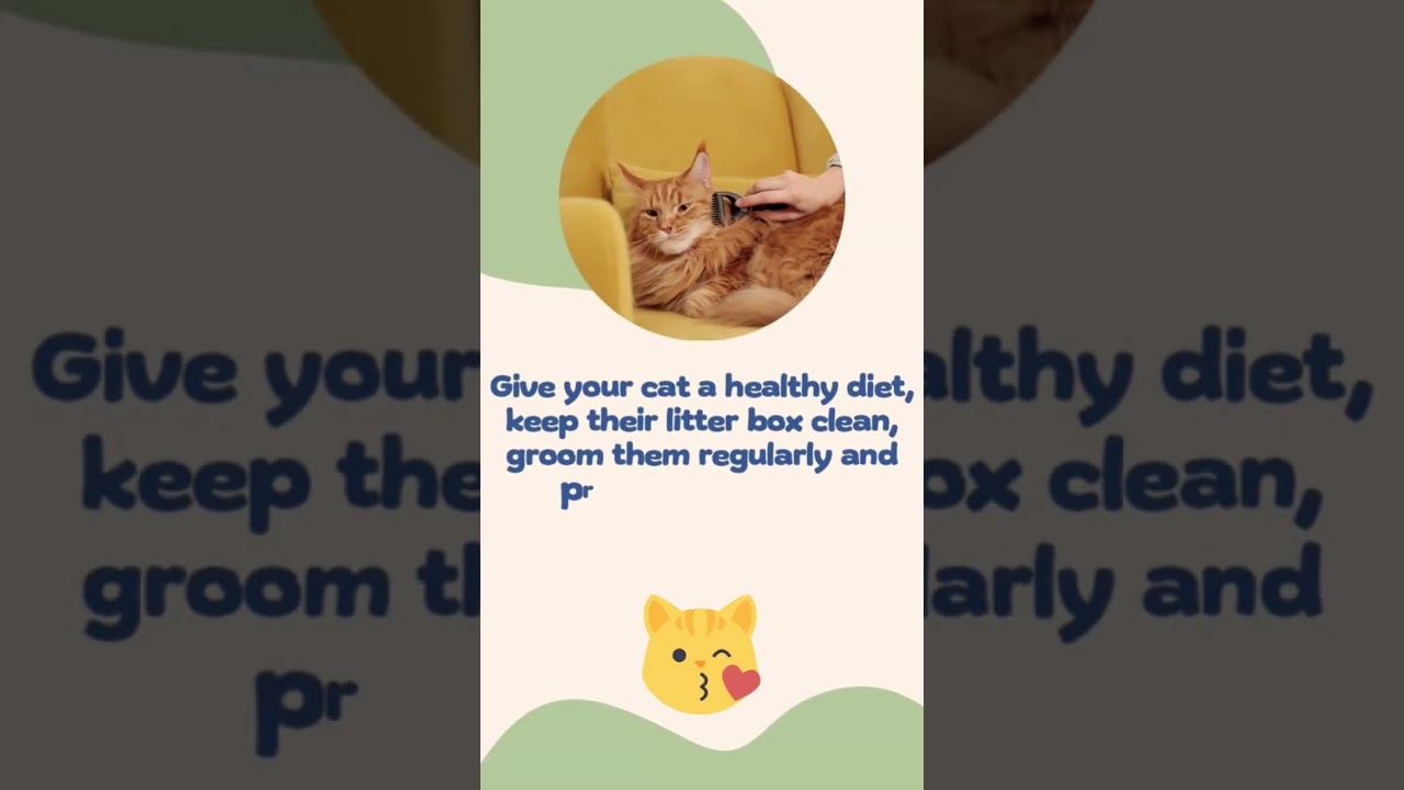 Care Cats Housepetscare