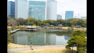 [4K HDR] TOKYO JAPAN WALK at Shiodome and Hamarikyu Gardens