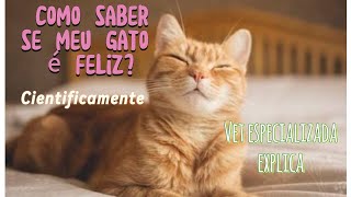 Como saber se meu gato é feliz? Vet especializada em felinos explica